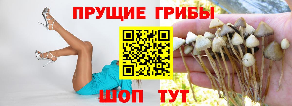 Галлюциногенные грибы GOLDEN TEACHER Богданович